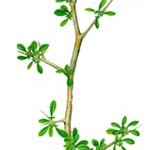 20040913-Commiphora