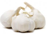 Allium sativum_calivita_czosnek