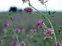 Lucerna Siewna_Medicago sativa_calivita_spirulina_chlorella