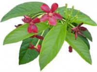 Owoc-Rangoon-Creeper_calivita_paraprotex_Indica Quisqualis