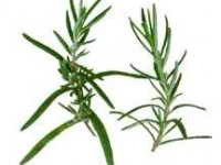 Rosemary_Rosmarinus_rozmaryn_calivita