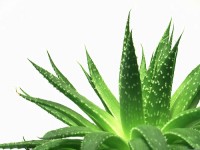 aloe-vera aloes,calivita