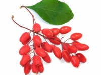 berberys_zwyczajny