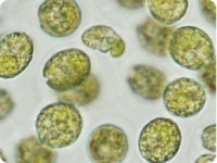 chlorella_cells_chlorella_calivita