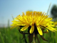 dandelion_mniszek lekarski_mlecz_calivita