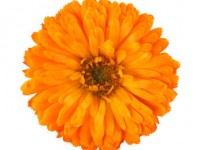marigold-flower_aksamitka_tagedes_calivita_sklepzdrowia