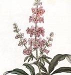 niepokalanek-mnisi_ calivita_castagnus_ mastodynon