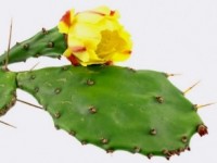 nopal_opuncja_nopalin_opuntia_calivita_slim_formula