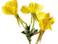 olej-z-wiesiolka_evening_primrose_oil_Oenother