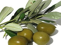 oliveoil_Olea europaea_oliwka europejska_calivita_virago_hand&body lotion