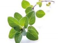 oregano-the-versatile-herb-lebiodka_pospolita_calivita