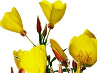 primrose medical_pierwiosnek_lekarski_calivita