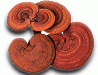 reishi-premium-grzyb-zarodniki-oil_paraprotex_calivita_virago