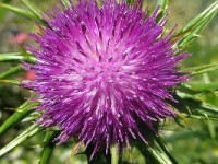 silybum_chardon_marie_ostropest_plamisty_calivita