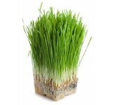 wheatgrass