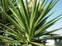 yucca_juka_pure yucca_calivita