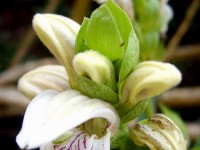Adhatoda vasica_Malabur nut_calivita