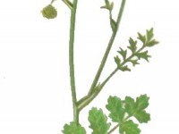 Biedrzeniec Mniejszy (Pimpinella Saxifraga)_calivita