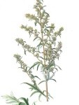 Bylica Pospolita_Artemisia Vulgaris_calivita
