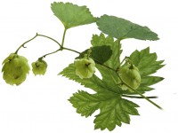 Chmiel Zwyczajny_Humulus Lupulus_calivita
