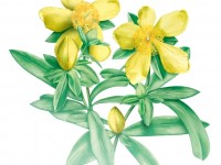 Dziurawiec Zwyczajny_Hypericum Perforatum_calivita
