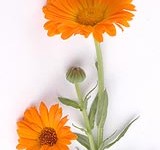 Nagietek Zwyczajny (Calendula Officinalis)_calivita
