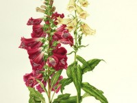 Naparstnica Purpurowa_calivita