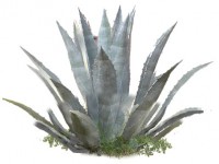 agave_agawa_calivita