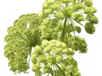 arcydziegiel_lekarski_Litwor angelica (archangelica Officinalis)_calivita