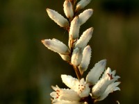 colicroot_Aletris farinosa_unicorn_calivita