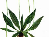 plantain-drawing_babka_lancetowata_calivita
