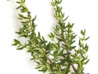 thyme_tymianek_calivita