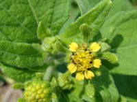 Siegesbeckia orientalis_boska_trawa_calivita_vein_care