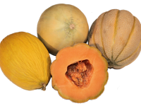 zuckermelonen_melon kantalupa_melon siatkowy_calivita