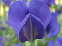 Babtysja-barwierska-Indigo-Wild-calivita-suplementy